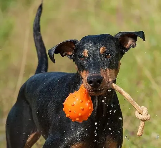 Major Dog Swimming Eddy Water Toy