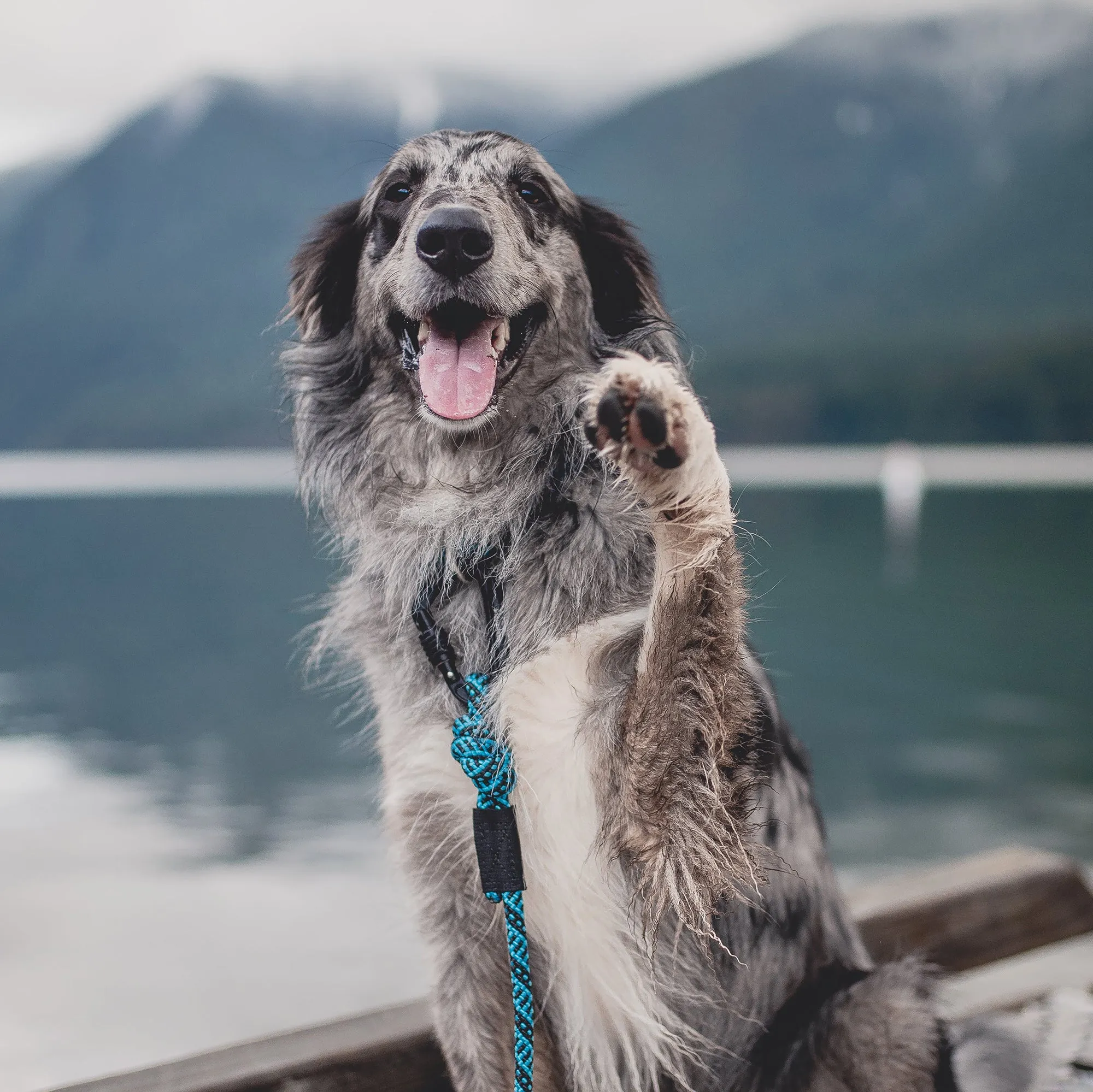 Teton Leash